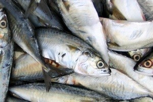 U EU-u viša cijena ribe i stroža kontrola ribara
