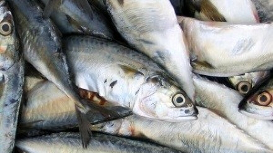 U EU-u viša cijena ribe i stroža kontrola ribara