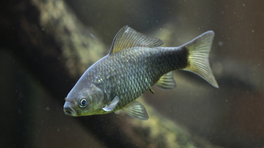 Otrovana riba u Spreči, treći puta ove godine