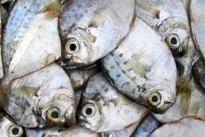U EU-u više cijene ribe, veće tržište i manje brodova