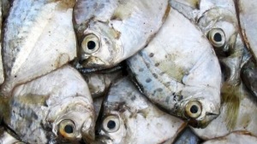 U EU-u više cijene ribe, veće tržište i manje brodova