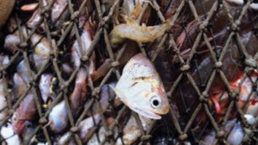 Država pomaže ribarima sa 150 milijuna kuna godišnje