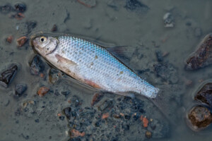 Pomor ribe u Hercegovini, presušilo jezero Nuga