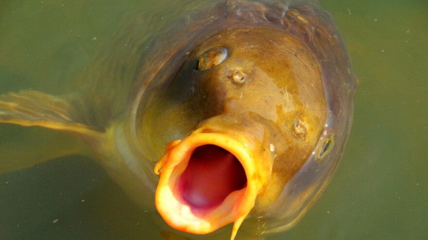 Zbog suše započeo prinudni izlov ribe, kilaža premala
