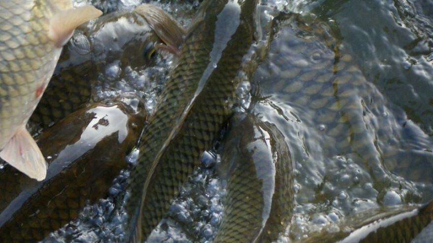 Ribari, odobren bescarinski izvoz ribe!