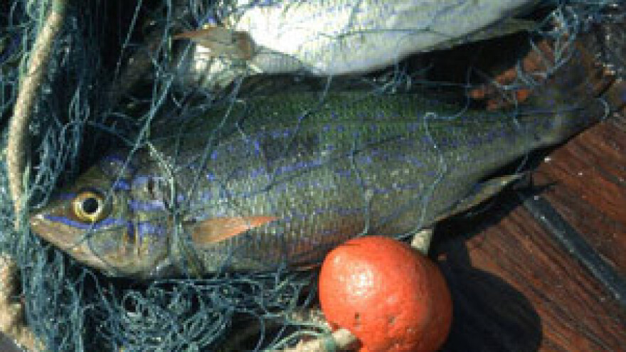 Maroko zainteresiran za obnovu svoje ribarske flote u Hrvatskoj