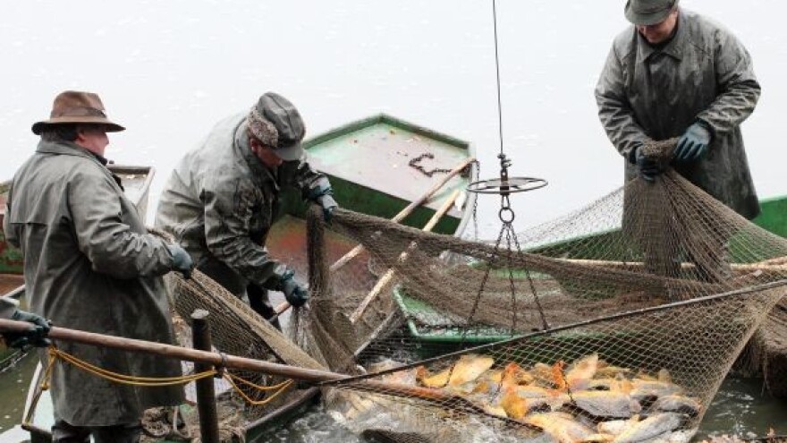 Domaća potrošnja ribe mala - većinu pojede izvoz