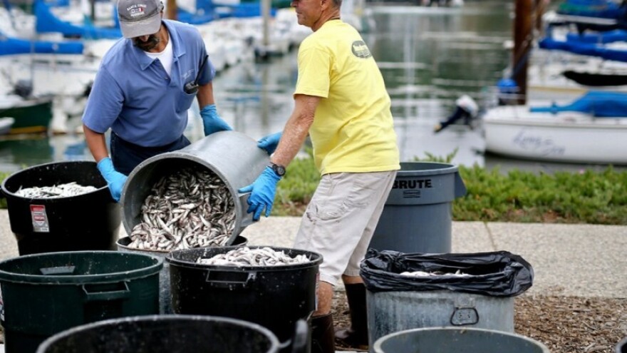 Ribari ujedinjeni u obnovi stoka inćuna i srdela!