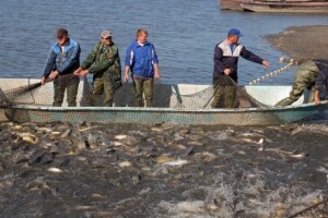 EU prijeti Tajlandu zabranom uvoza ribe