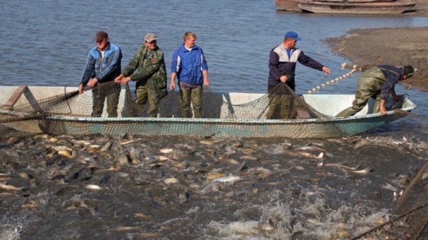 EU prijeti Tajlandu zabranom uvoza ribe