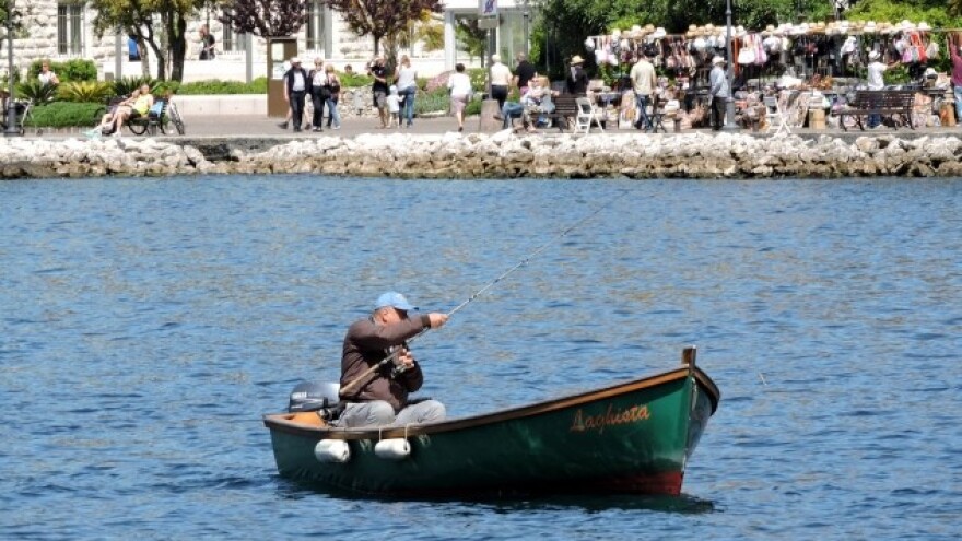 Zabrana izlova srdela i inćuna u Jadranu?