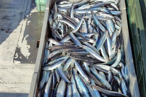 Kako do potpora u ribarstvu i akvakulturi? U savjetovanju su dva pravilnika