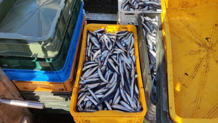 U hrvatskim vodama manje srdele i šarana, a više tune i pastrve - koja će se naći na vašem stolu?