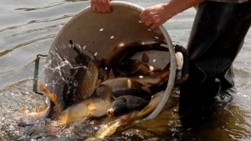 Pola milijuna kuna za slatkovodni ribnjak