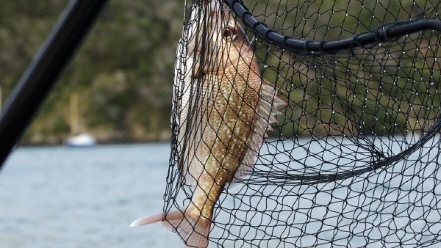 Povijesno ulaganje u ribarstvo