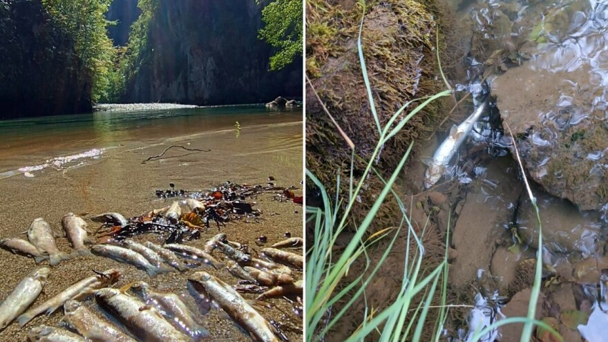 Hiljade mrtvih riba u Neretvi, istraga u toku: "Nema ništa živo u vodi"