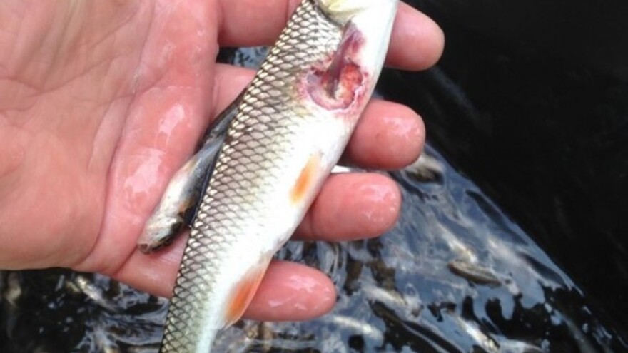 Zagađena riba iz Modraca i Bosne na tržnicama