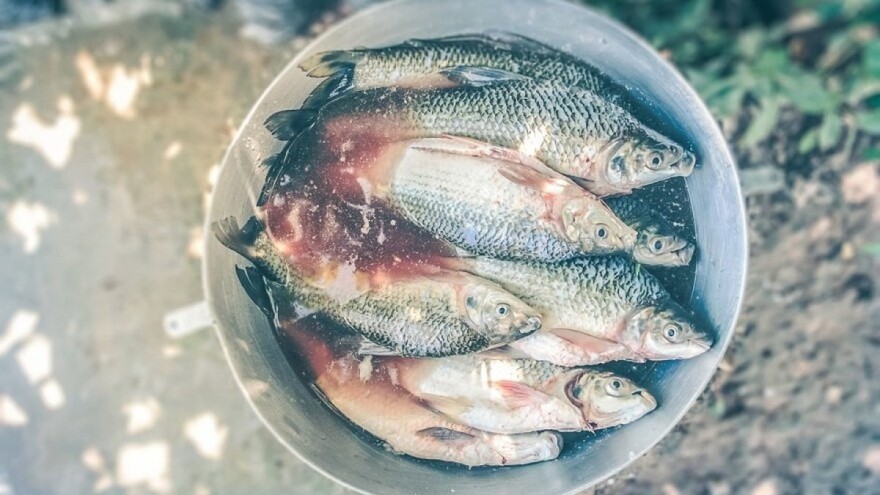 Riblje đubrivo odlično je za lisnato povrće i travnjake