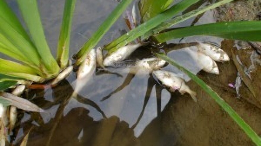 Potokom plutaju uginule ribe!