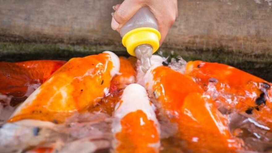 Koi šarane hrane mlijekom na bočicu!