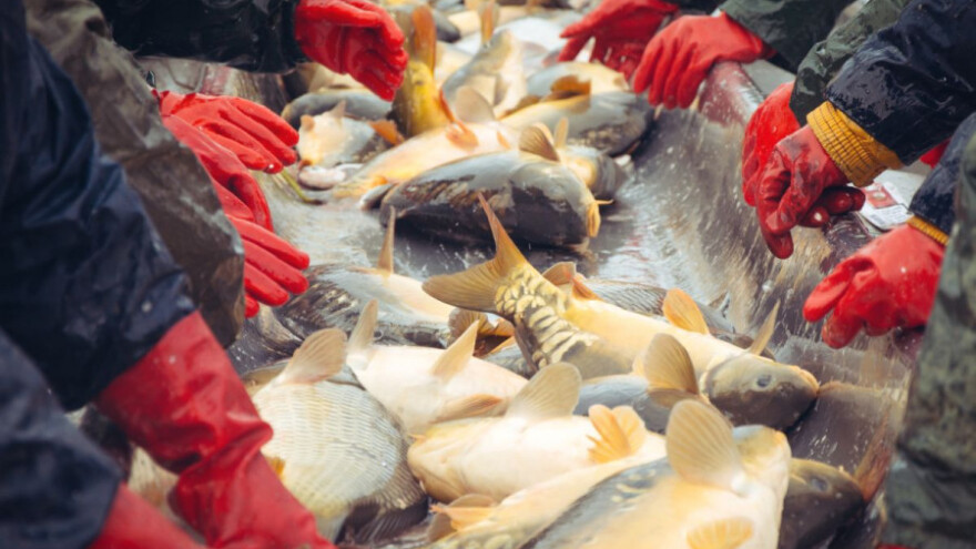 Refundirat će se naplaćena carina za izvoz ribe