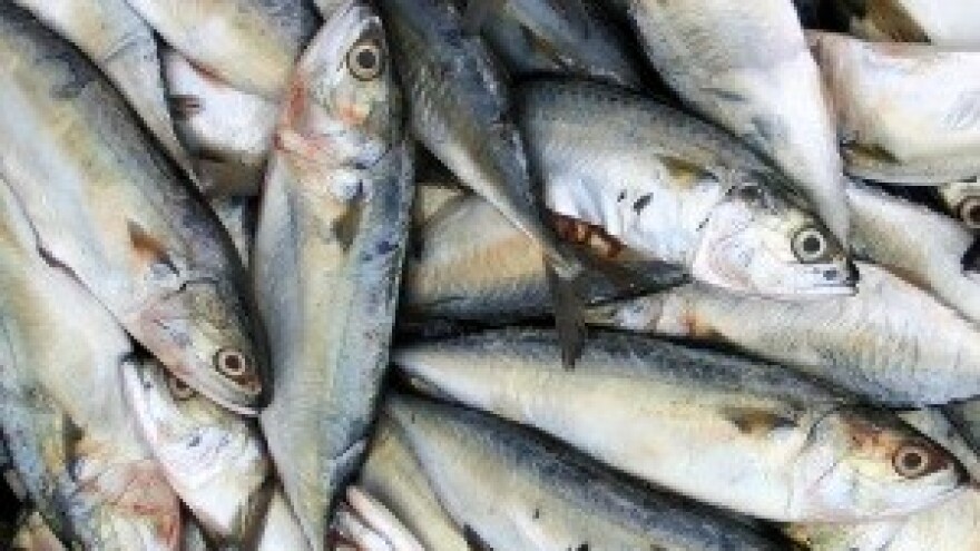 Nacionalna radionica "Proizvodi akvakulture na domaćem tržištu i tržištu EU"