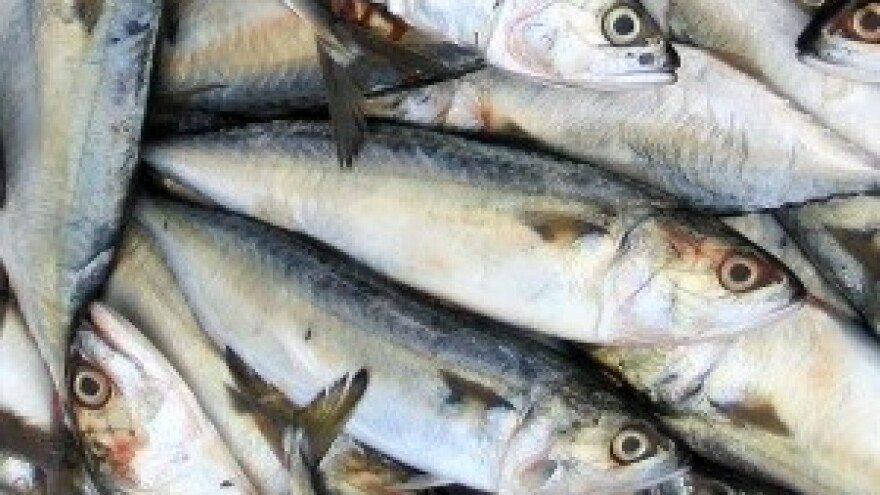 Talijani će ribu loviti, ali samo uz našu dozvolu