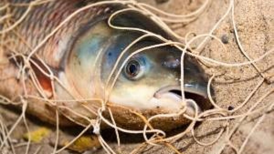 Horoskop - Ribe (20.02. - 20.03.)