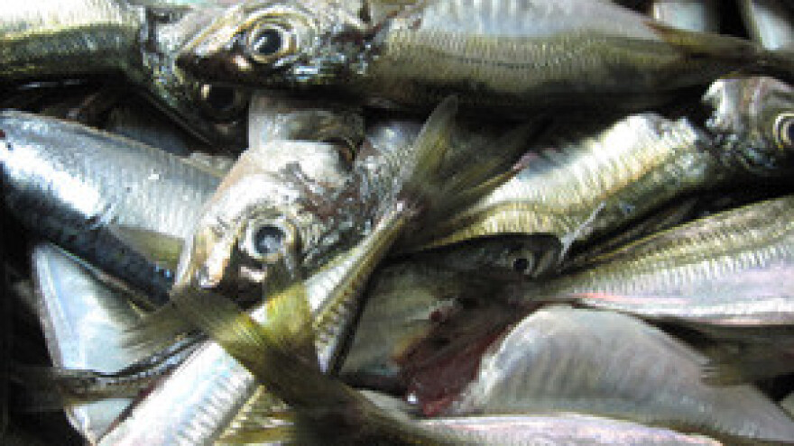 Sastanak Čobankovića s ribarima