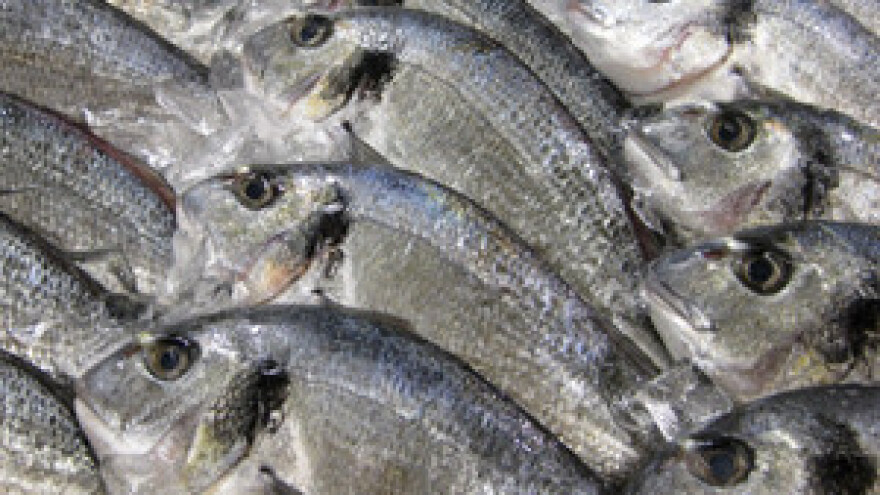 Pobuna zbog pregovora o ribarstvu s EU