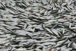 Ribarskoj zadruzi "Omega 3" odobrena potpora iz programa IPARD