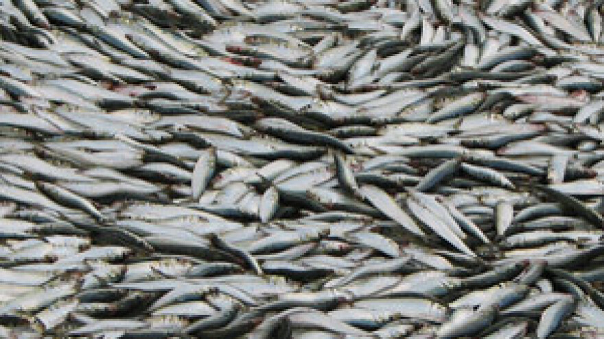 Ribarskoj zadruzi "Omega 3" odobrena potpora iz programa IPARD