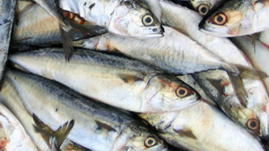 Svaki dan moći će se smrznuti 100 tona plave ribe