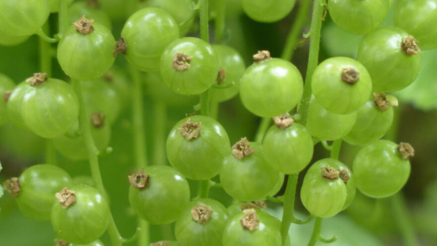 Trikovi za uspješan uzgoj ribiza!