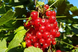 Ribizla lekovita i jednostavna za gajenje