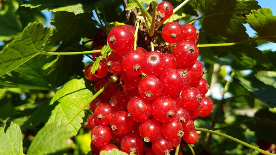 Ribizla lekovita i jednostavna za gajenje