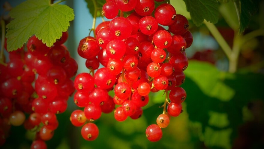 Šta je potrebno da posadite ribizle?