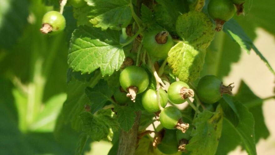 Crna ribizla zapostavljena u voćarskoj proizvodnji, ali sirup tražen