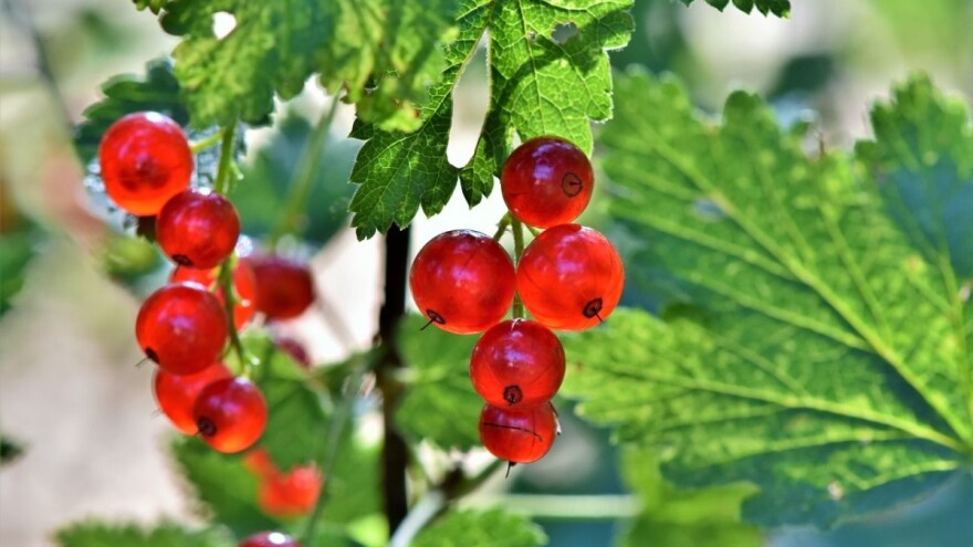 Uzgoj bobičastog voća na okućnici