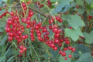 Koji su optimalni uslovi za uzgoj ribizle?
