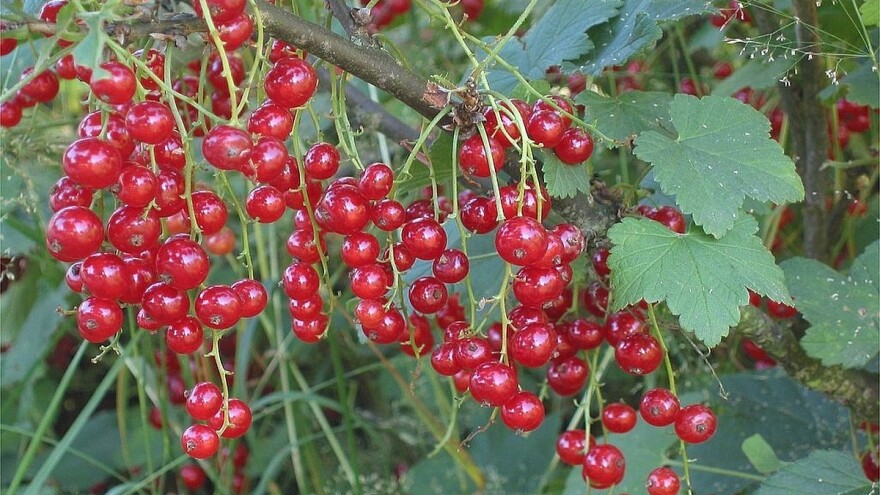 Koji su optimalni uslovi za uzgoj ribizle?