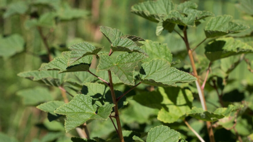 Razmnožavanje ribizle zrelim reznicama