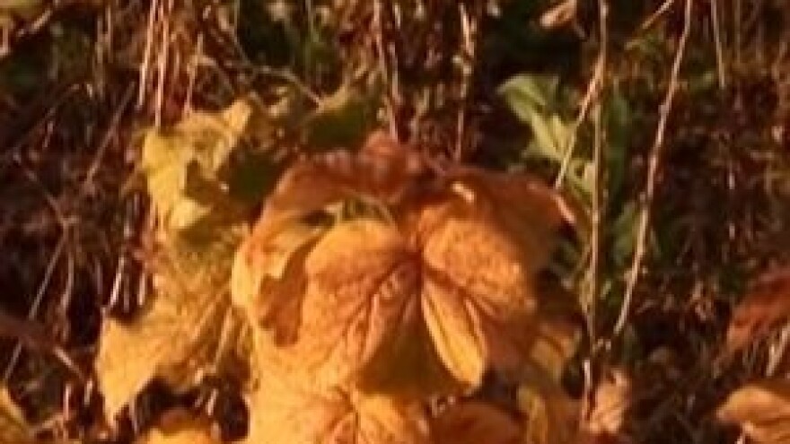 Zašto saditi crnu ribizlu?