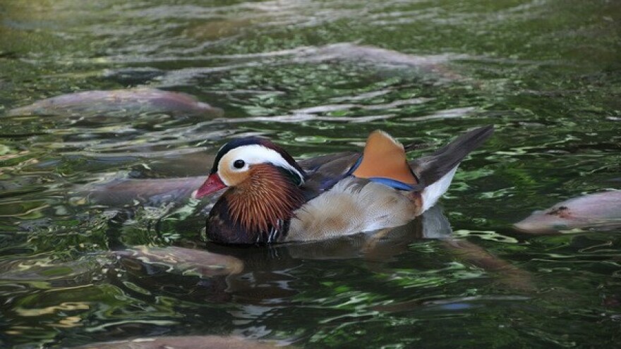 Kako su Česi unaprijedili hrvatsko ribogojstvo?