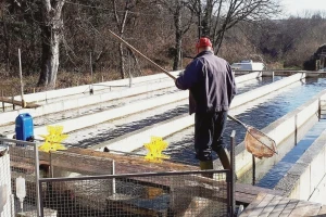 Za obnovu i podizanje novih  ribnjaka u Vojvodini obezbeđeno 20 miliona dinara