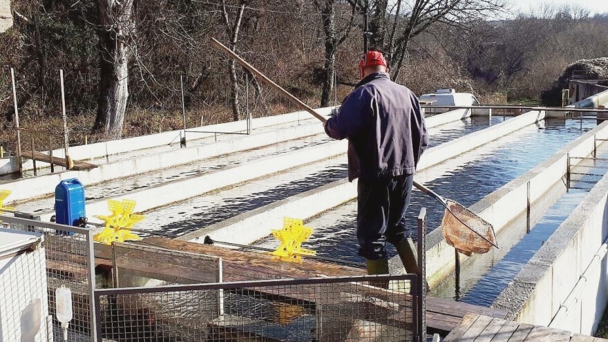 Za obnovu i podizanje novih  ribnjaka u Vojvodini obezbeđeno 20 miliona dinara