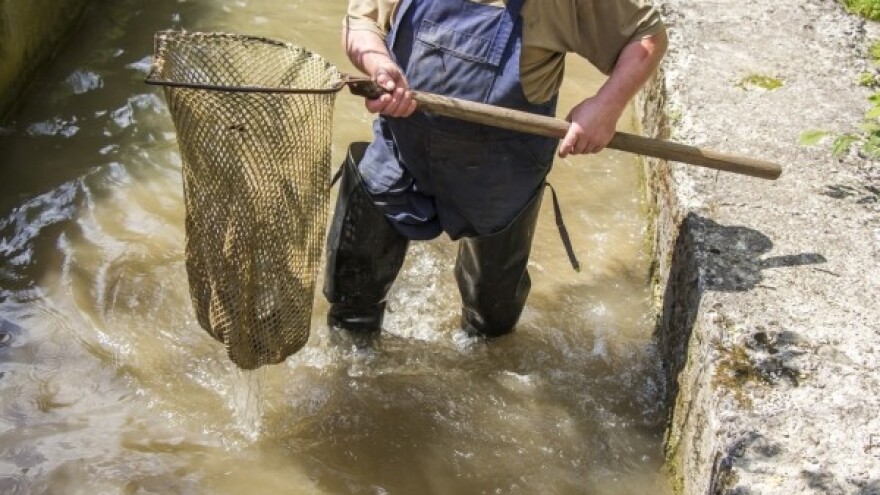 Ima li slatkovodno ribnjačarstvo budućnost?