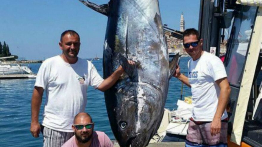 U Rovinju ulovljena tuna od 360 kg!