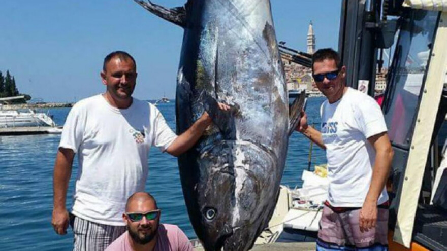 Kod Rovinja ulovljena tuna od 340kg!