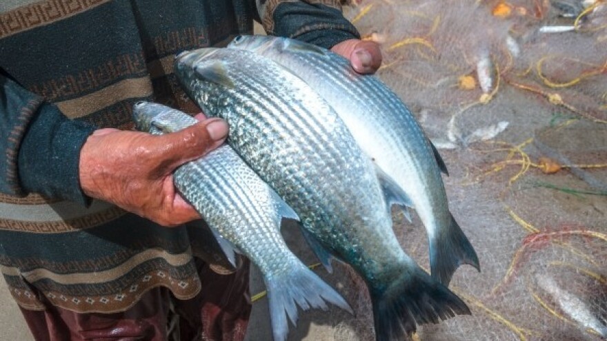 Rok za Zahtjev za mali ribolov!